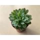 Echeveria elegans L méret