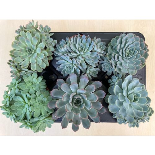 Echeveria elegans hibridek (1 db)