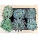 Echeveria elegans hibridek (1 db)