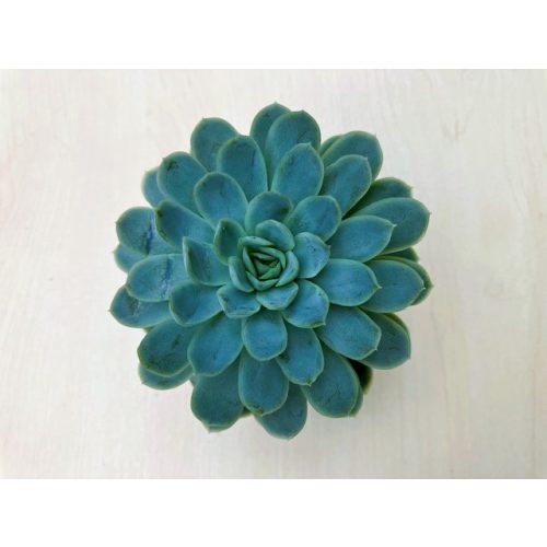 Echeveria elegans M méret