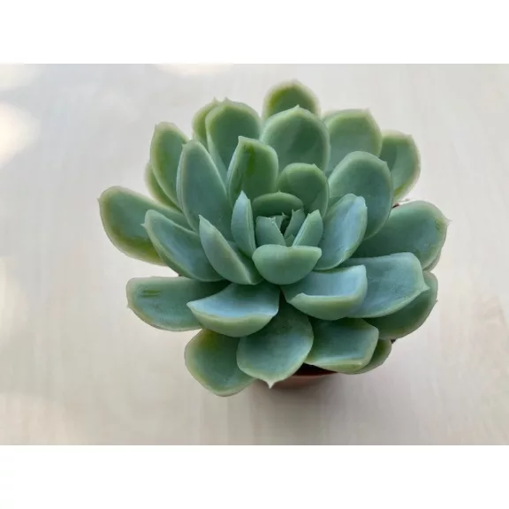 Echeveria elegans
