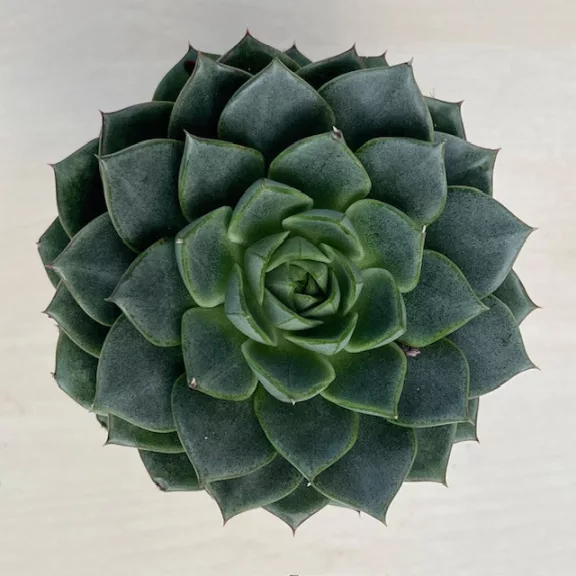 Echeveria 'Gilva' Echeveria 'Gilva'