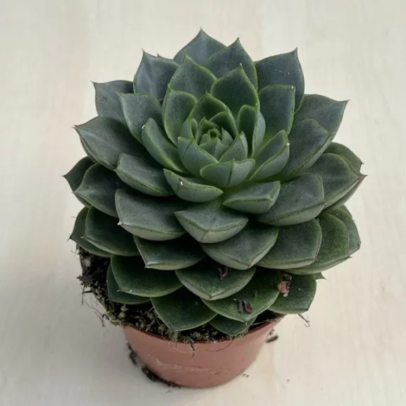 Echeveria 'Gilva' Echeveria 'Gilva'