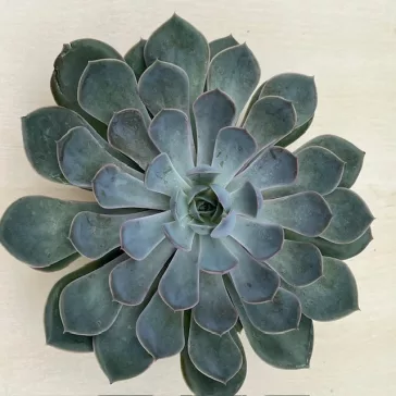 Echeveria 'Grande Cinza'