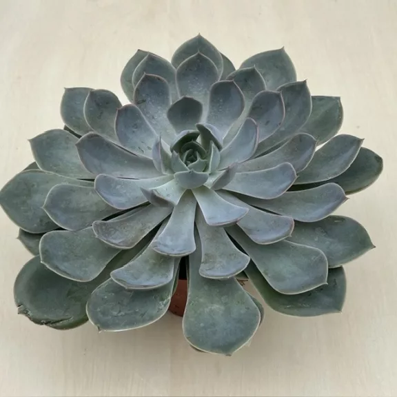 Echeveria 'Grande Cinza'