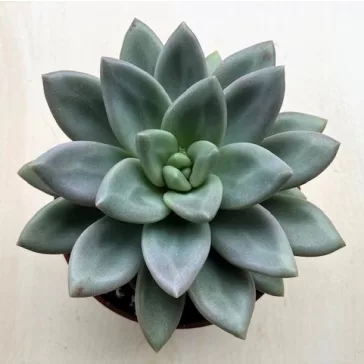 Echeveria 'Hepburn Rose'