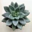 Echeveria 'Hepburn Rose'