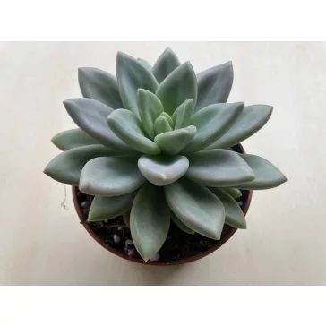 Echeveria 'Hepburn Rose'