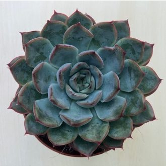 Echeveria 