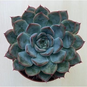 Echeveria 
