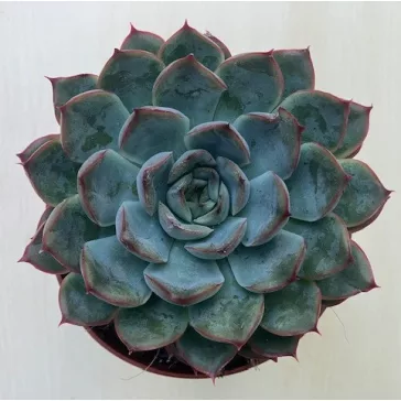 Echeveria 