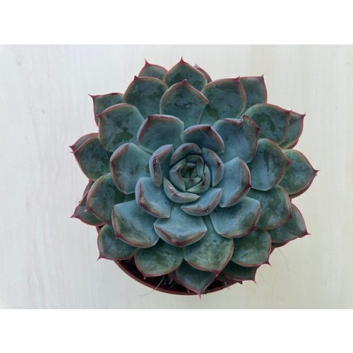 Echeveria 