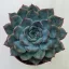 Echeveria 