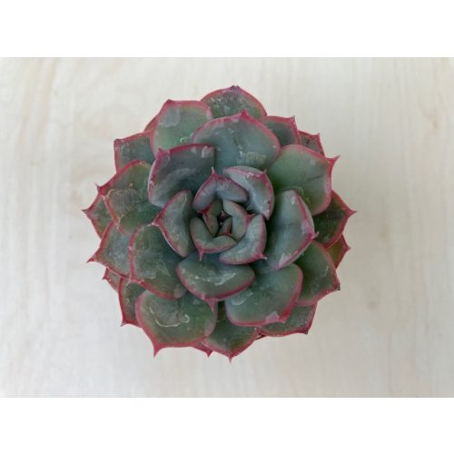 Echeveria 'Hercules' 8 cm-es cserépben