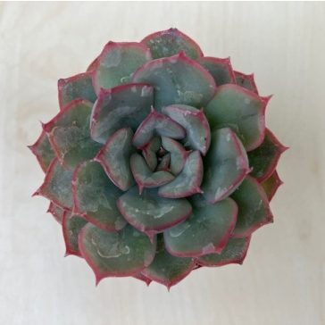 Echeveria 'Hercules'