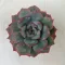 Echeveria 'Hercules'