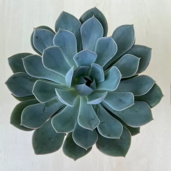 Echeveria hibrid Echeveria hibrid