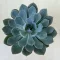 Echeveria hibrid