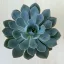 Echeveria hibrid