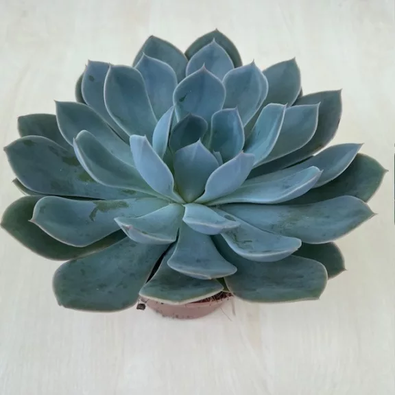 Echeveria hibrid Echeveria hibrid