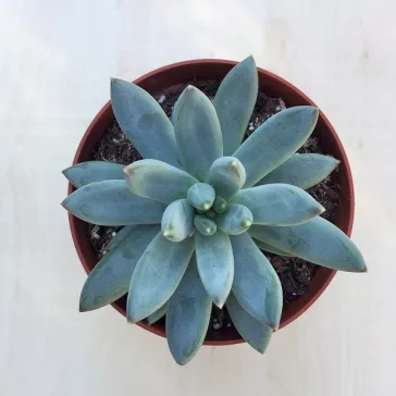 Echeveria hookeri 8 cm-es cserépben