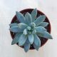 Echeveria hookeri 8 cm-es cserépben