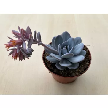 Echeveria lauii