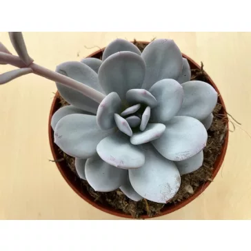 Echeveria lauii