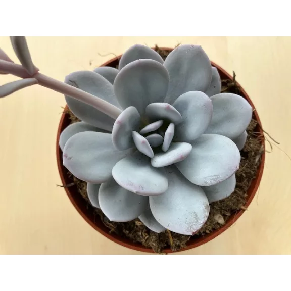 Echeveria lauii