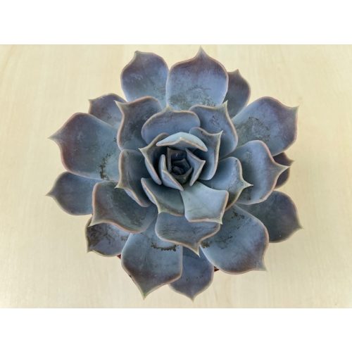 Echeveria lilacina 11 cm-es cserépben