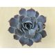 Echeveria lilacina 11 cm-es cserépben