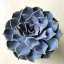 Echeveria lilacina 11 cm-es cserépben