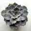 Echeveria lilacina 8 cm-es cserépben
