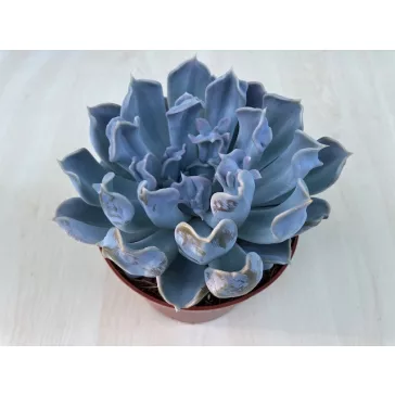 Echeveria 'Thriller pearl'