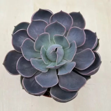 Echeveria Lotus XL