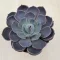 Echeveria Lotus XL
