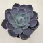 Echeveria Lotus XL