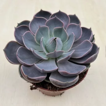Echeveria Lotus XL