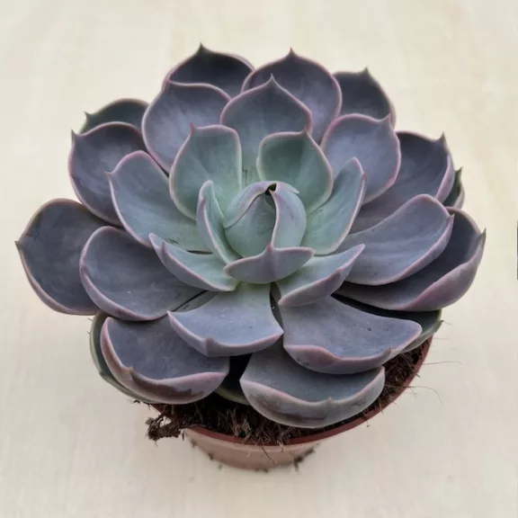 Echeveria Lotus XL