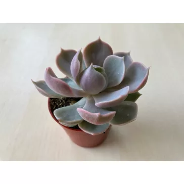 Echeveria Lotus