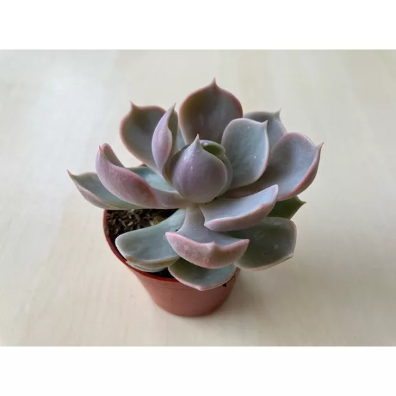 Echeveria Lotus