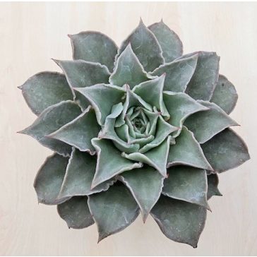 Echeveria 'Madiba'