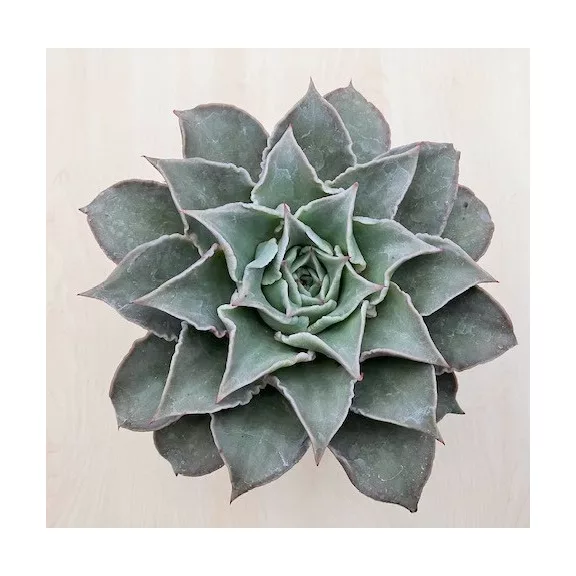 Echeveria 'Madiba'