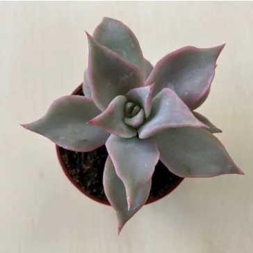 Echeveria 'Madiba' pici