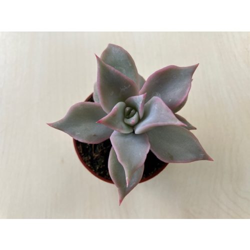 Echeveria 'Madiba' pici