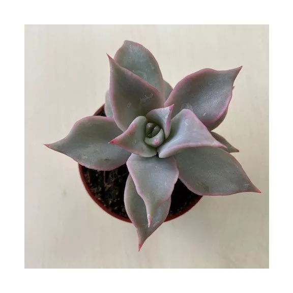 Echeveria 'Madiba' pici Echeveria 'Madiba' pici