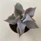 Echeveria 'Madiba' pici