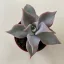 Echeveria 'Madiba' pici