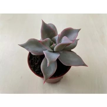 Echeveria 'Madiba' pici