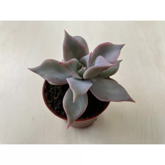 Echeveria 'Madiba' pici Echeveria 'Madiba' pici